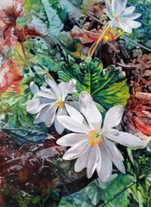 69th Annual Spring Wildflower Pilgrimage Artist-of-the-Year: Judy Lavoie